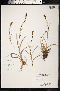 Carex panicea image