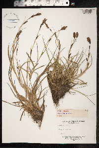 Carex panicea image