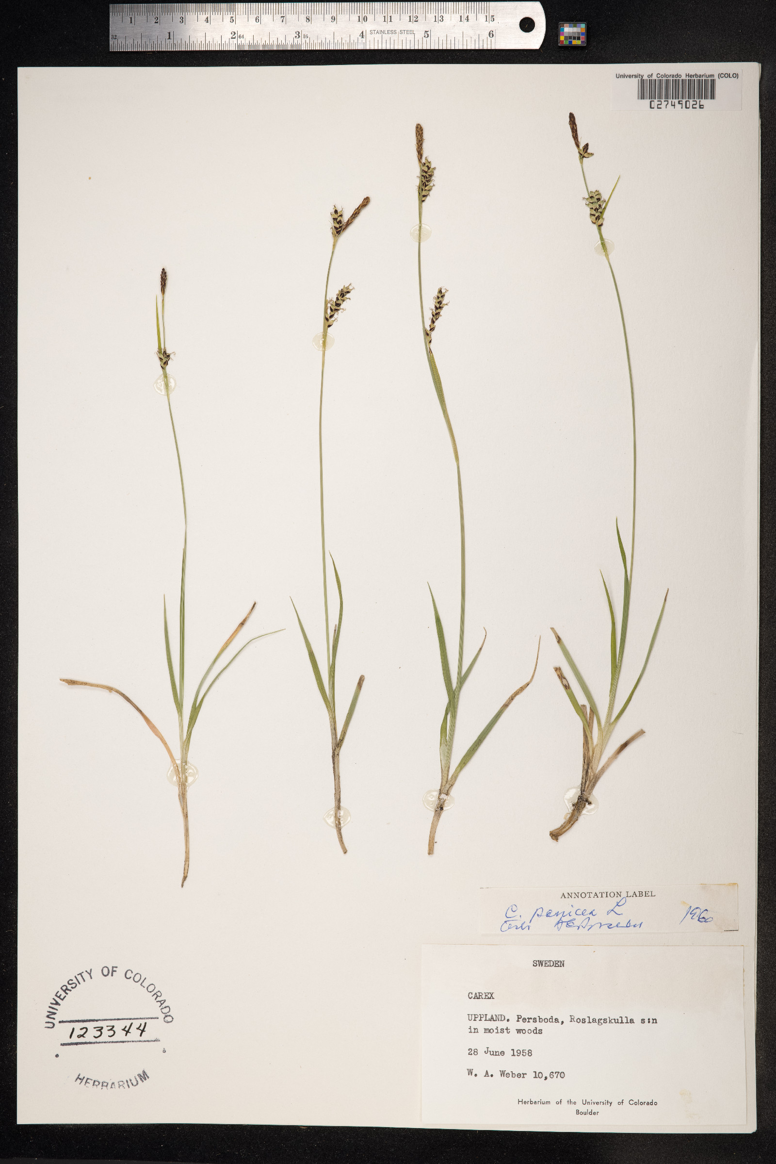 Carex panicea image