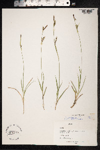 Carex panicea image