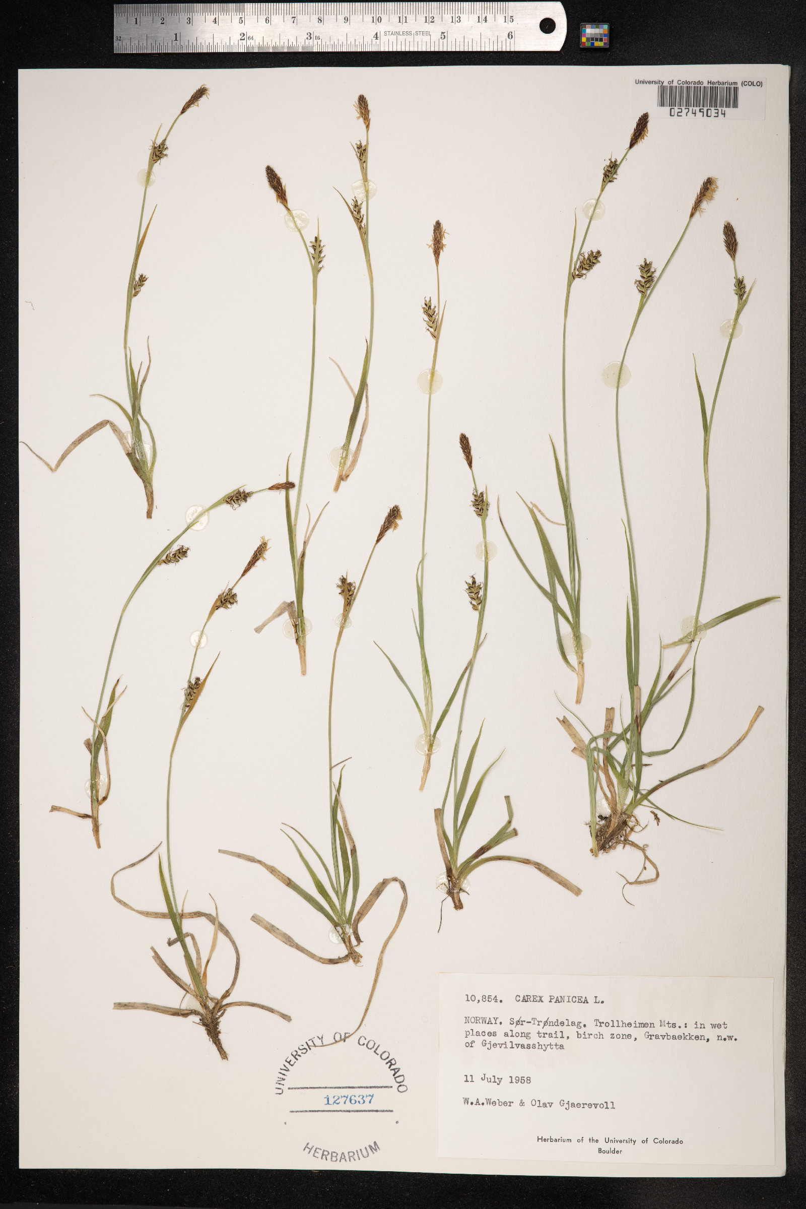 Carex panicea image