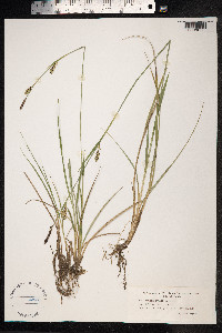 Carex panicea image