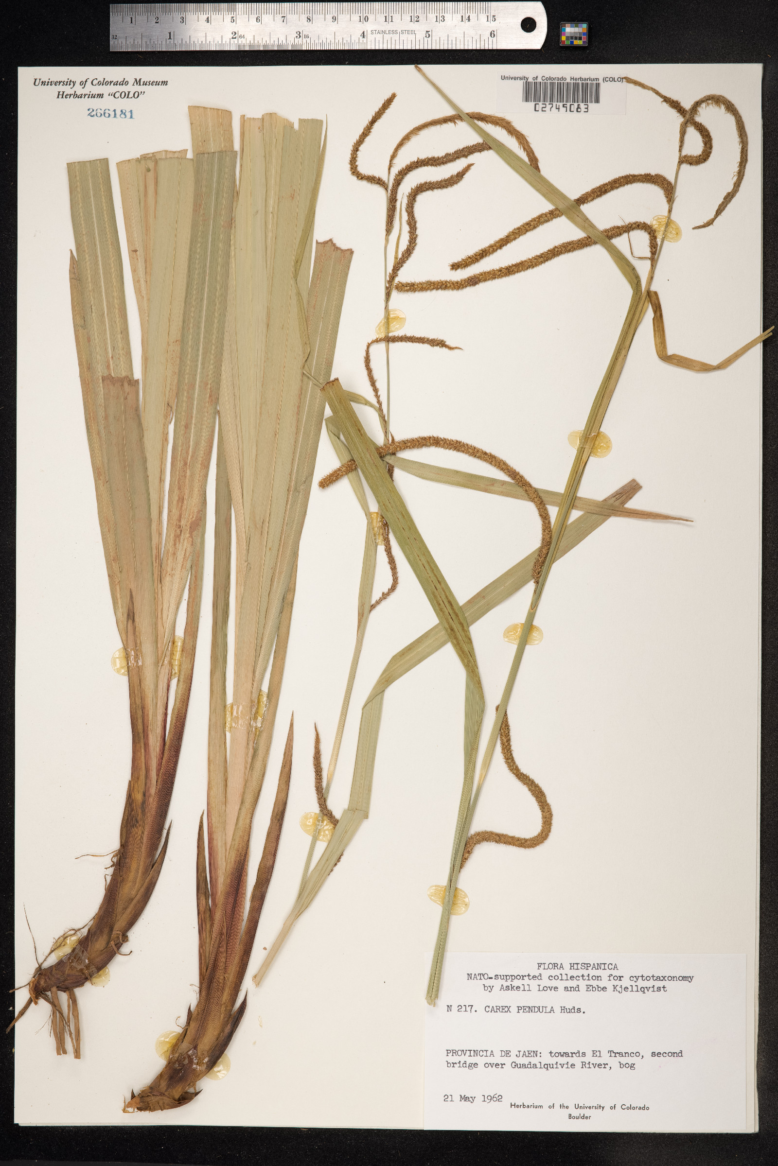 Carex pendula image
