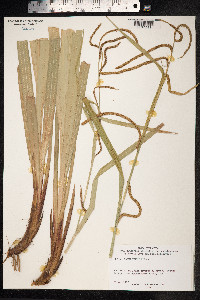 Carex pendula image