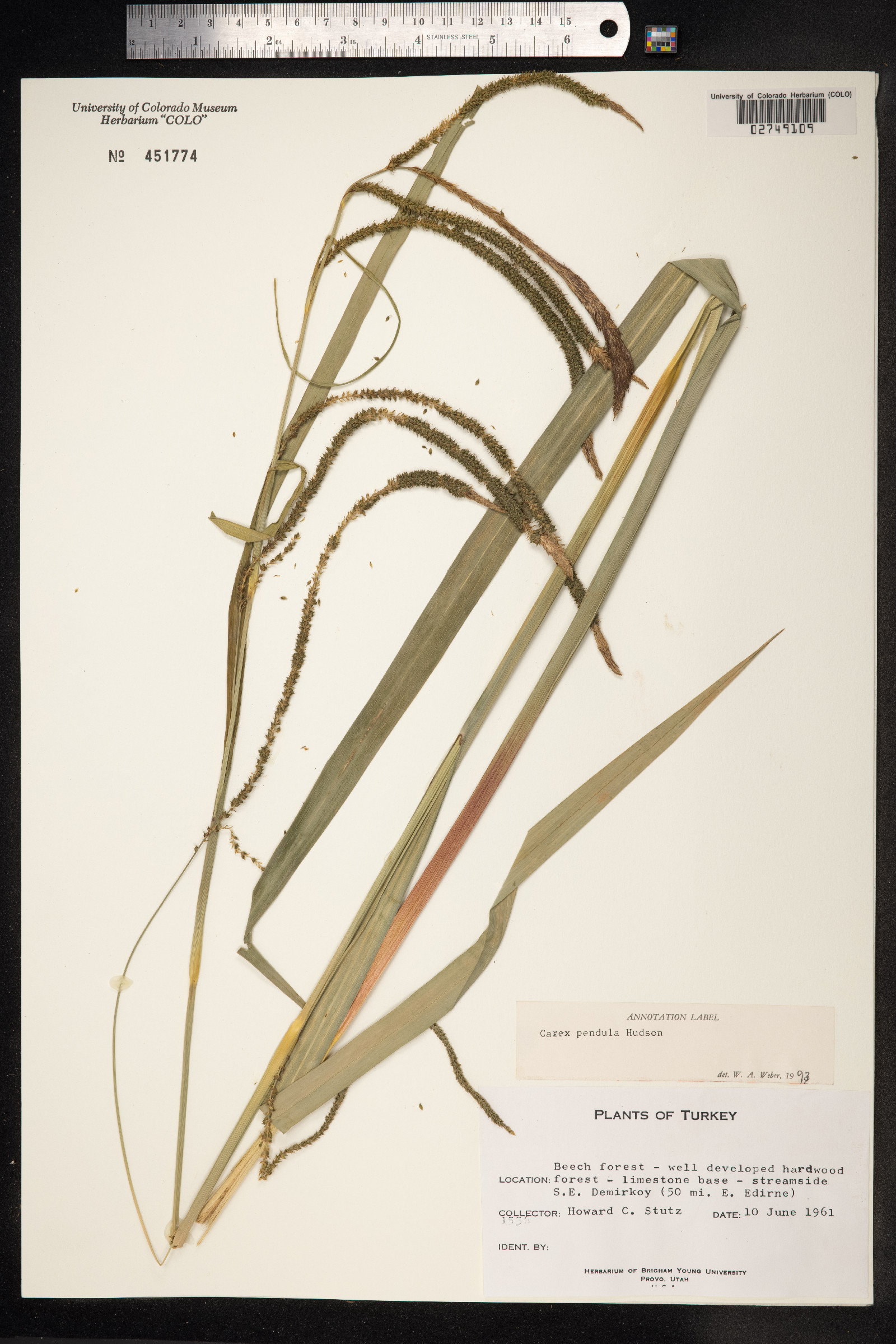 Carex pendula image
