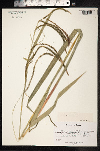 Carex pendula image