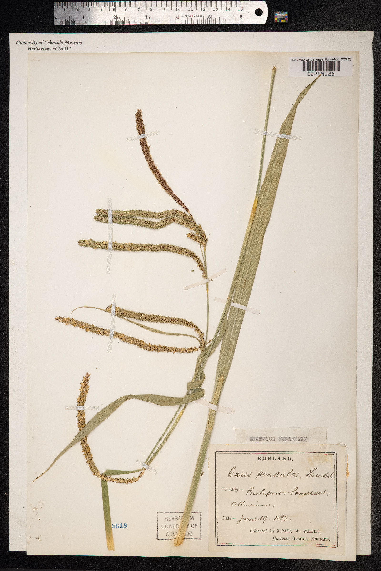 Carex pendula image