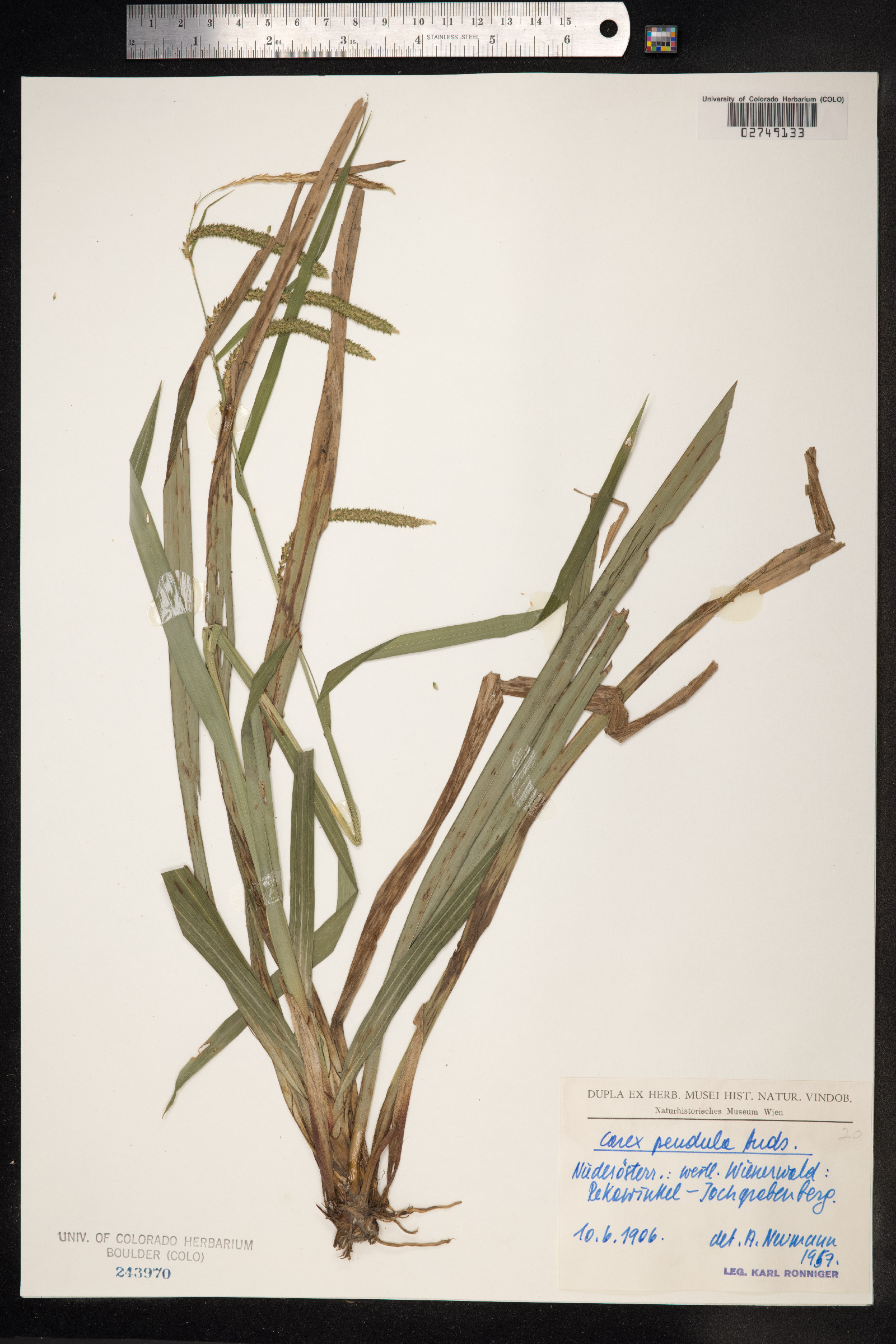 Carex pendula image