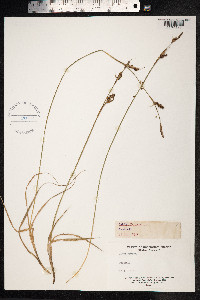 Carex panicea image