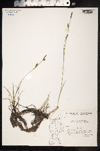 Carex panicea image
