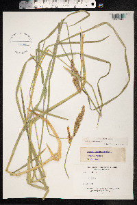 Carex paniculata image