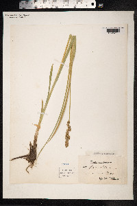 Carex paniculata image