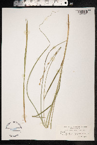 Carex paniculata image