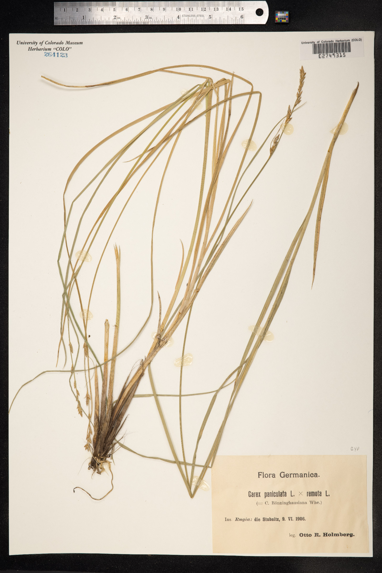 Carex paniculata image