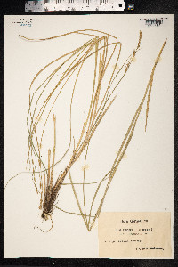 Carex paniculata image
