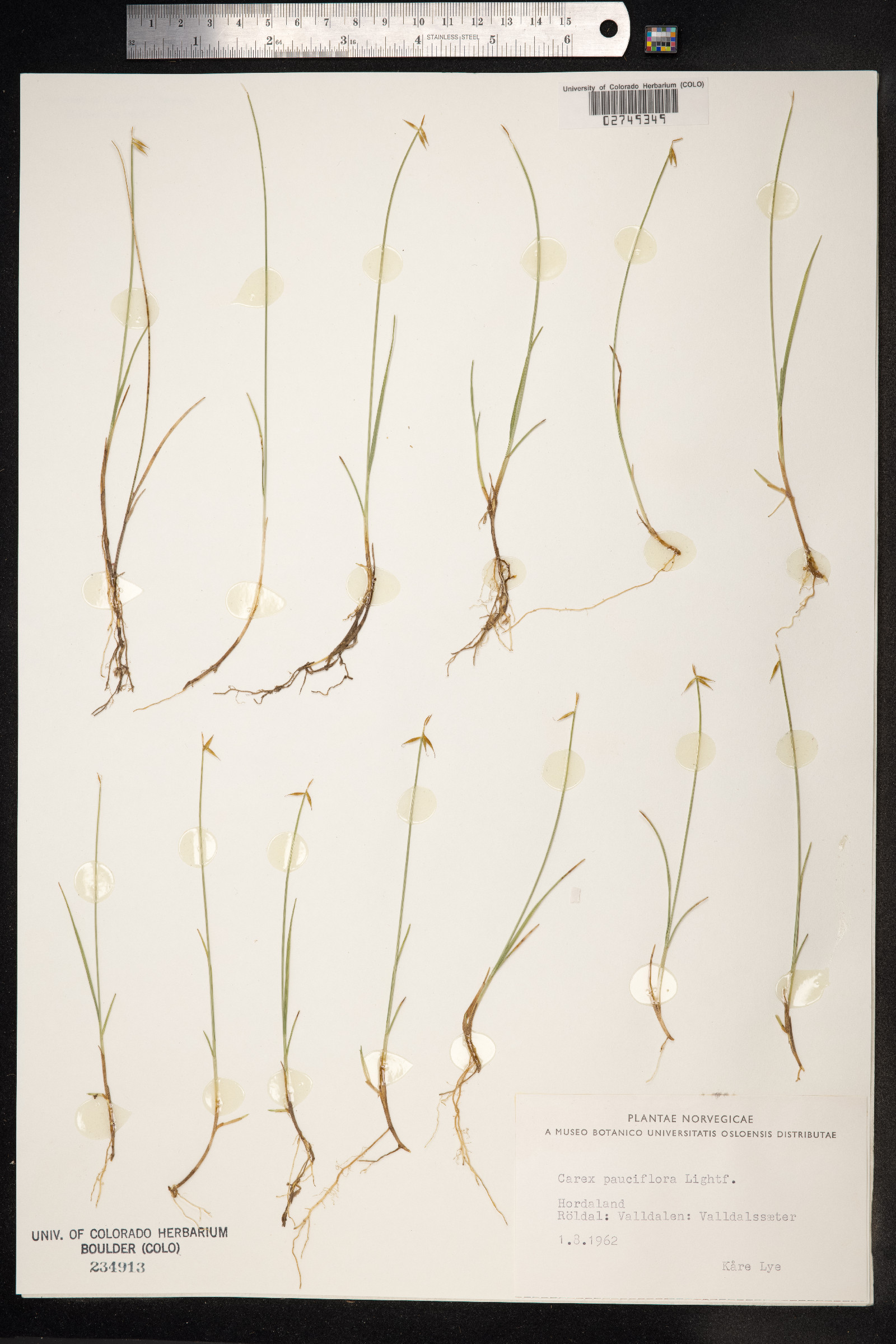 Carex pauciflora image