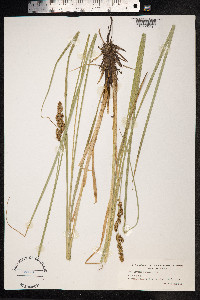 Carex paniculata image