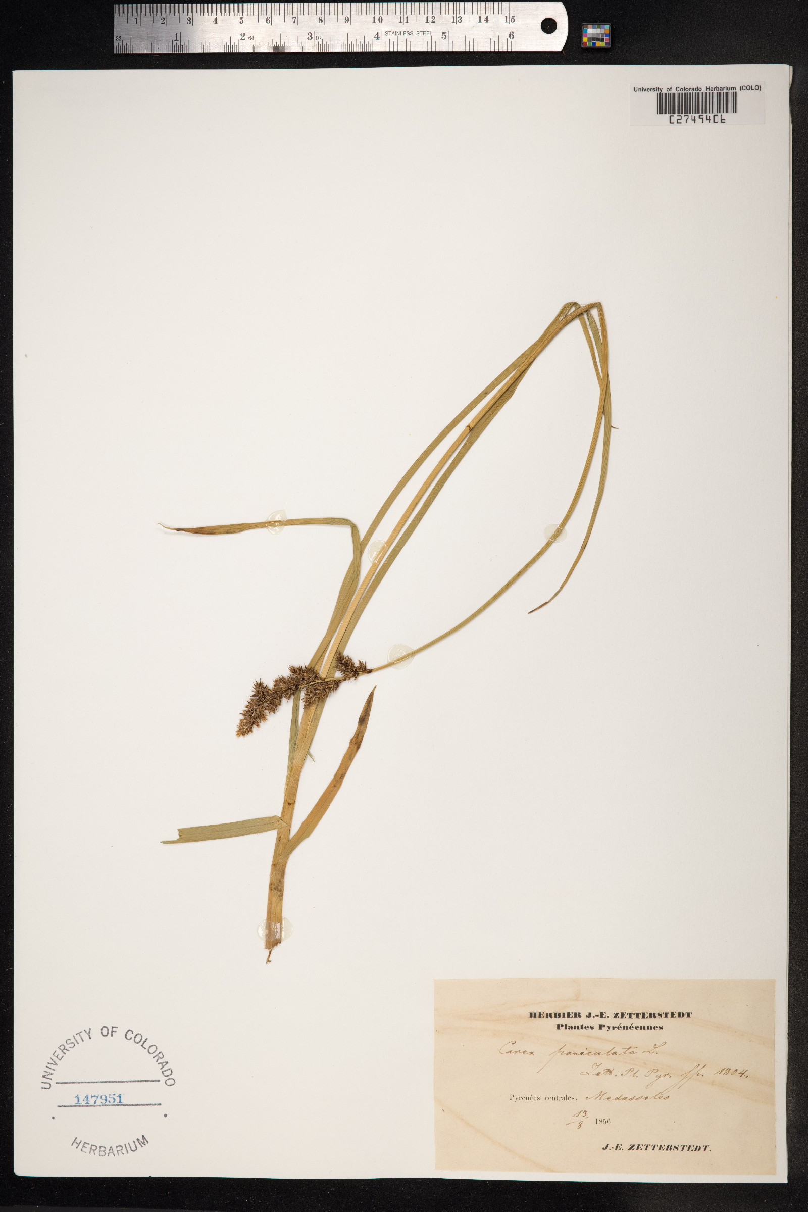 Carex paniculata image