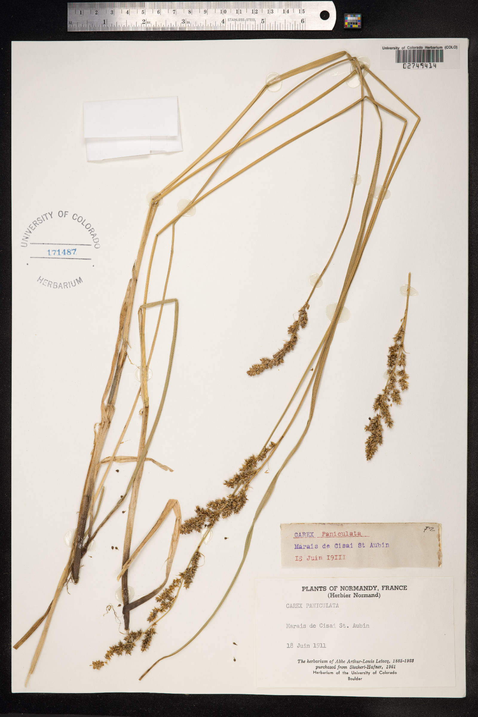 Carex paniculata image
