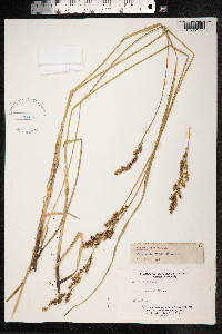 Carex paniculata image