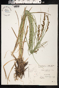 Carex paniculata image