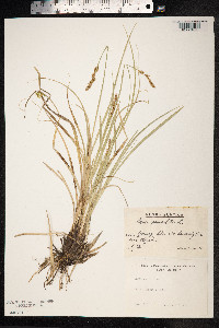 Carex paniculata image