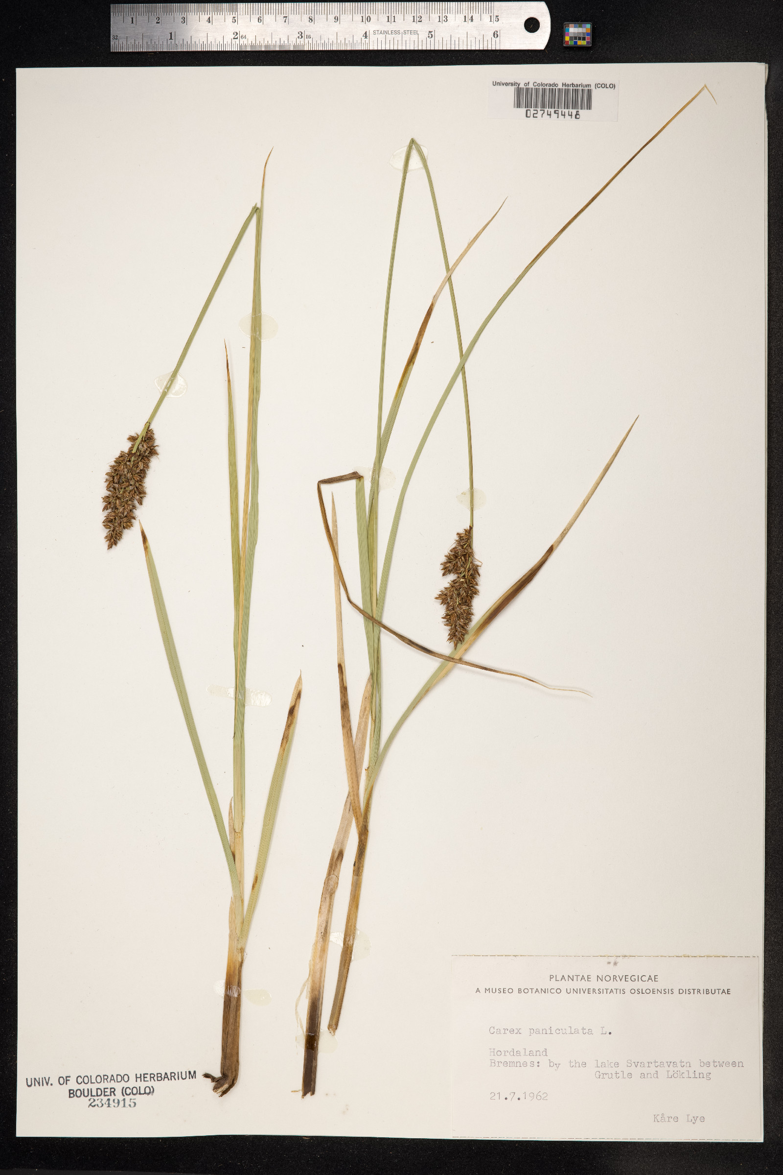Carex paniculata image