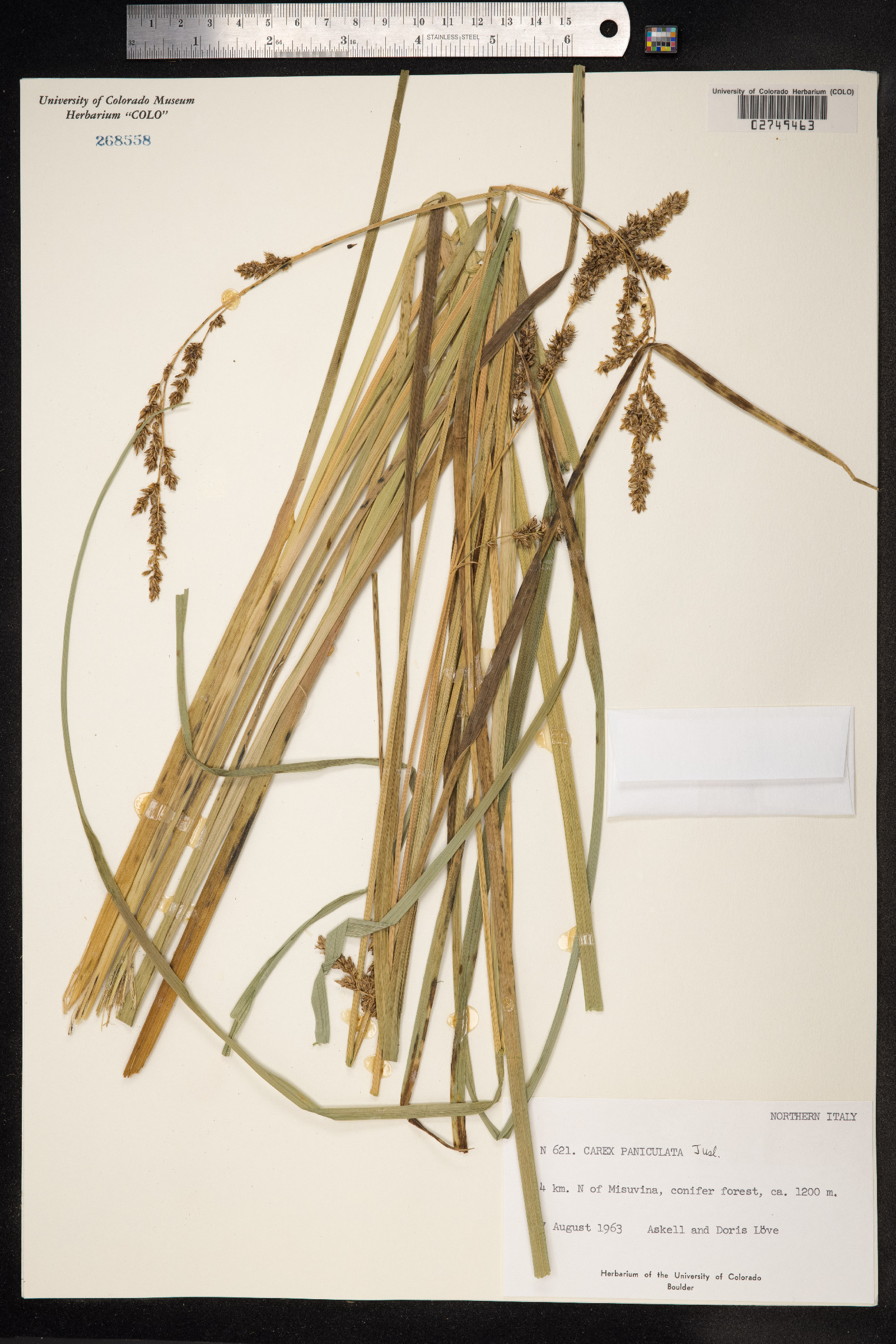 Carex paniculata image
