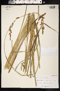 Carex paniculata image