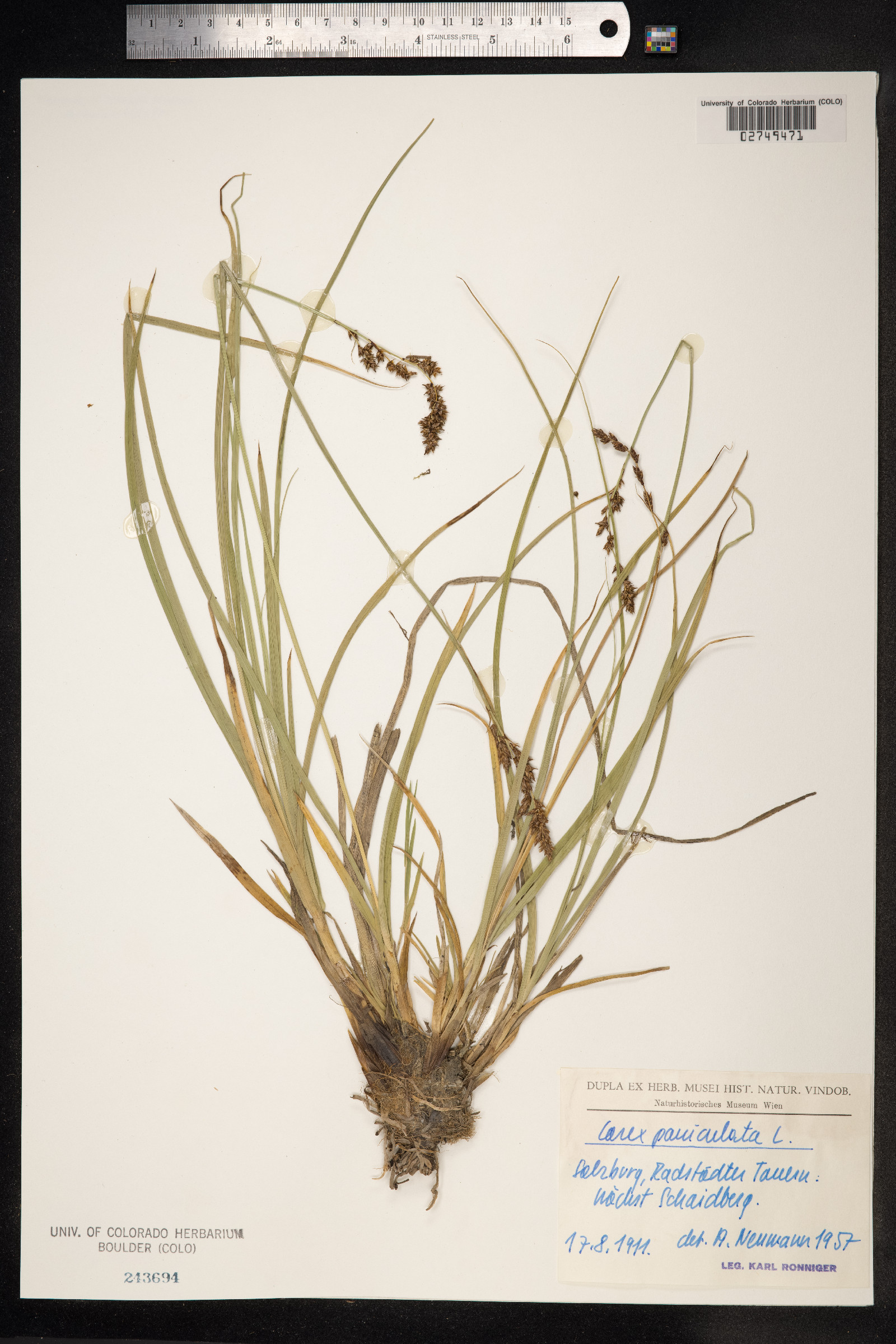 Carex paniculata image