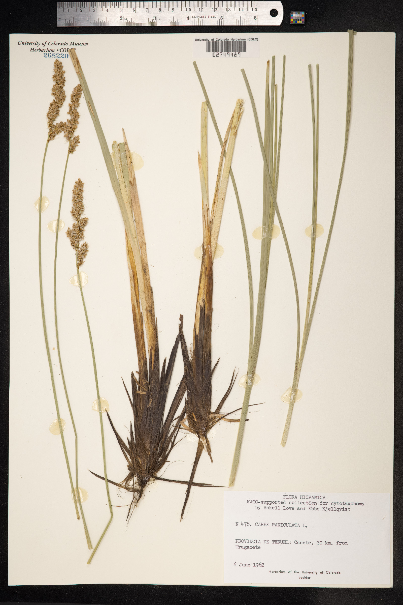 Carex paniculata image