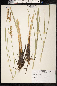 Carex paniculata image