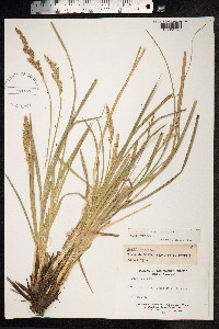 Carex paniculata image