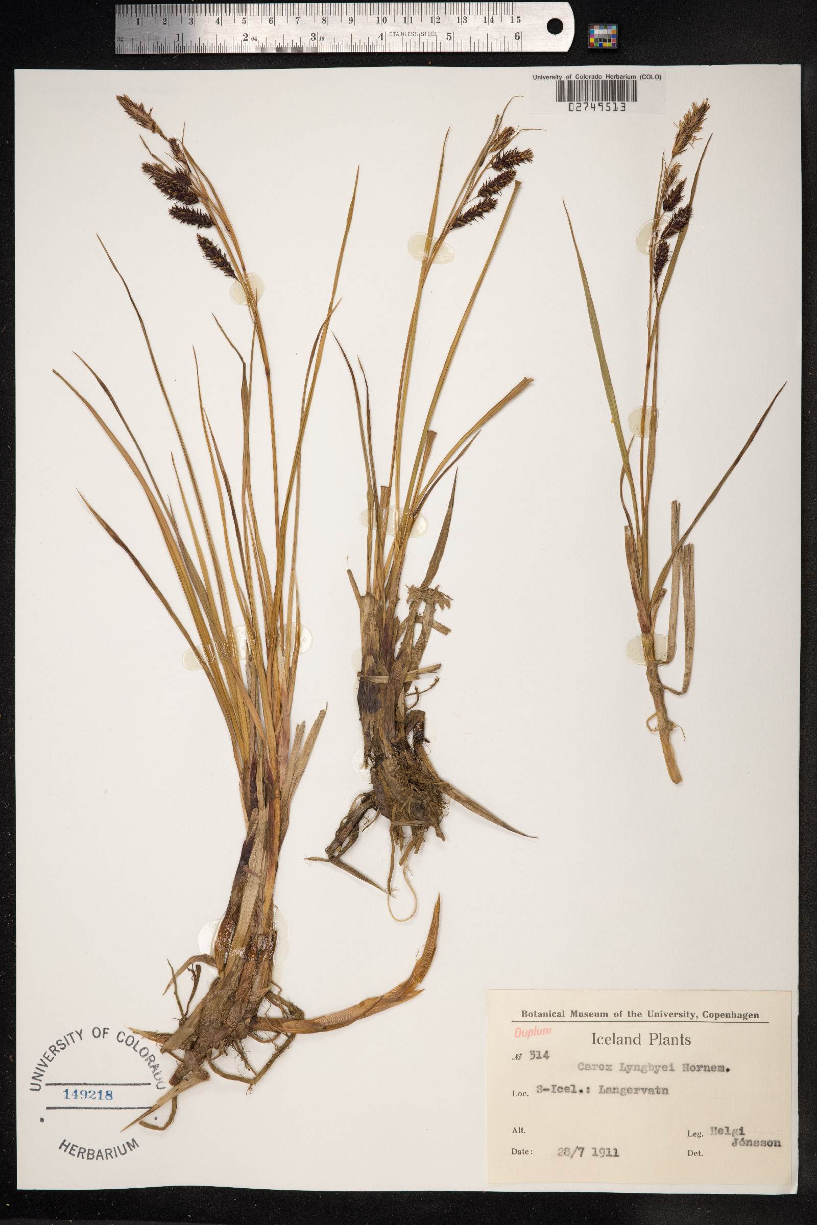 Carex lyngbyei image