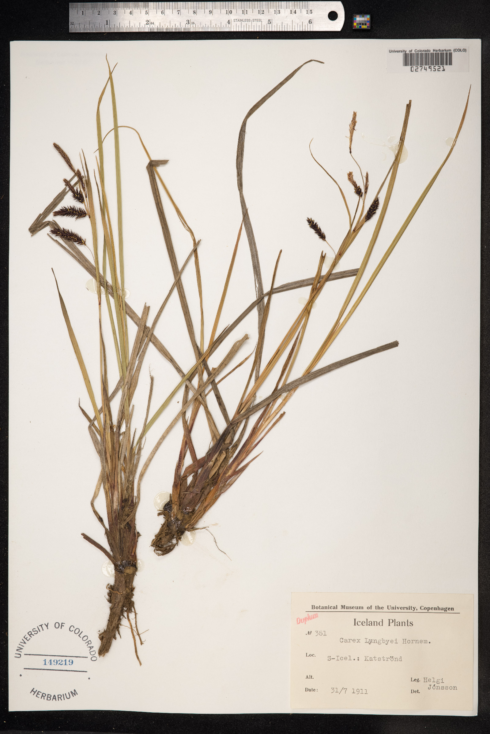 Carex lyngbyei image