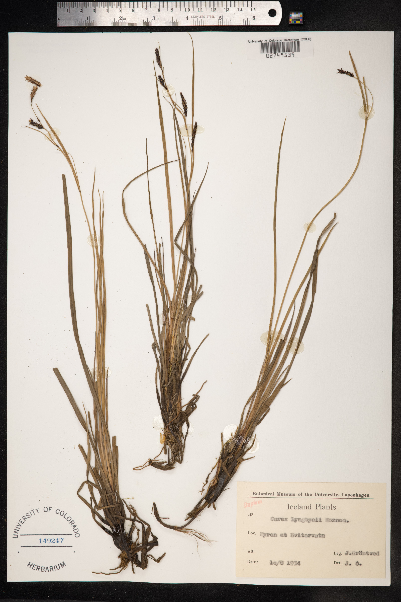 Carex lyngbyei image