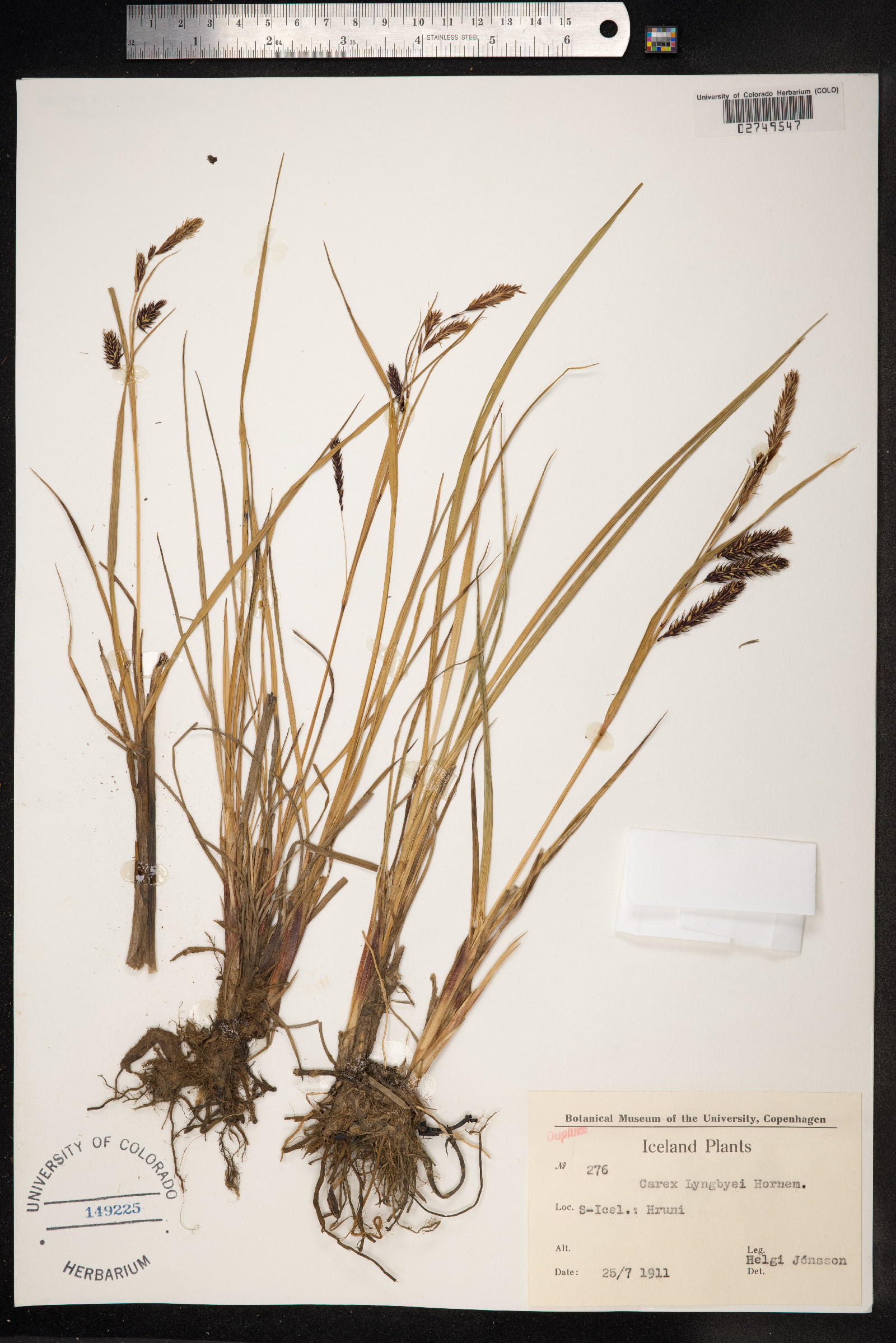 Carex lyngbyei image