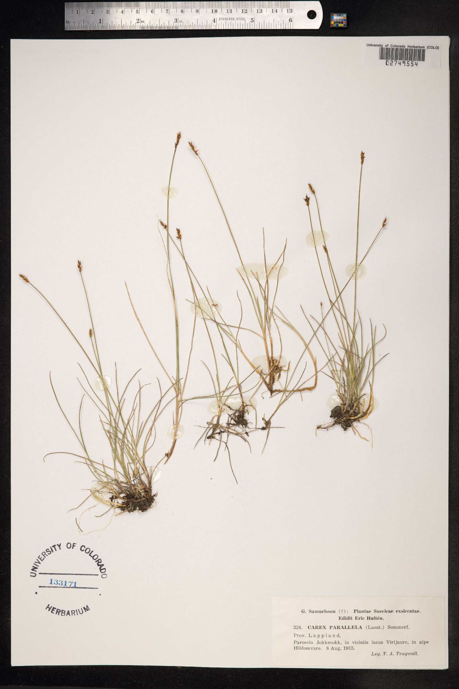 Carex parallela image