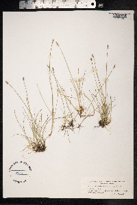 Carex parallela image