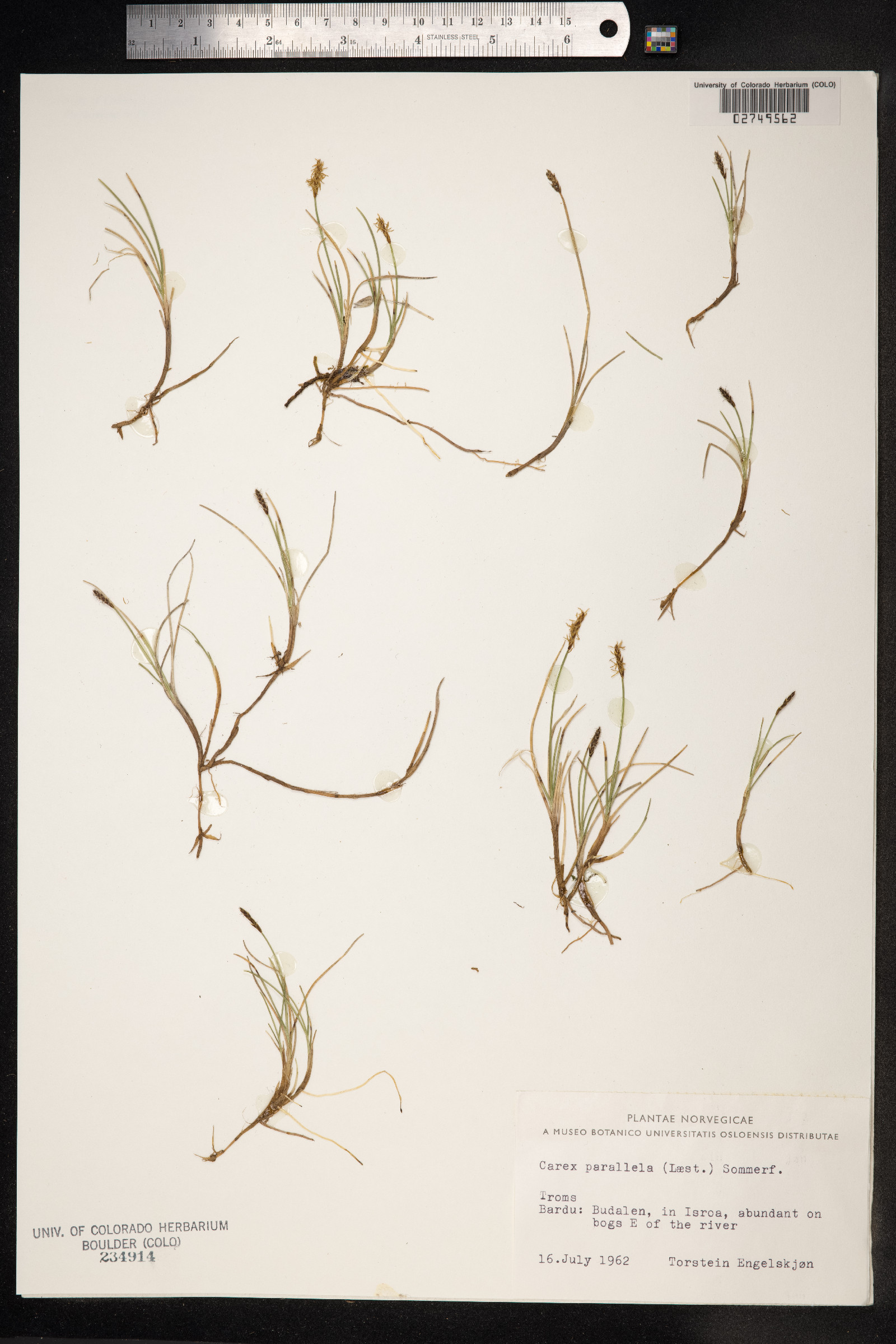 Carex parallela image