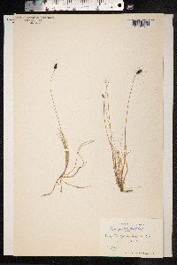 Carex parallela image