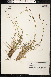 Carex paniculata image