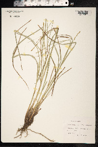 Carex paniculata image