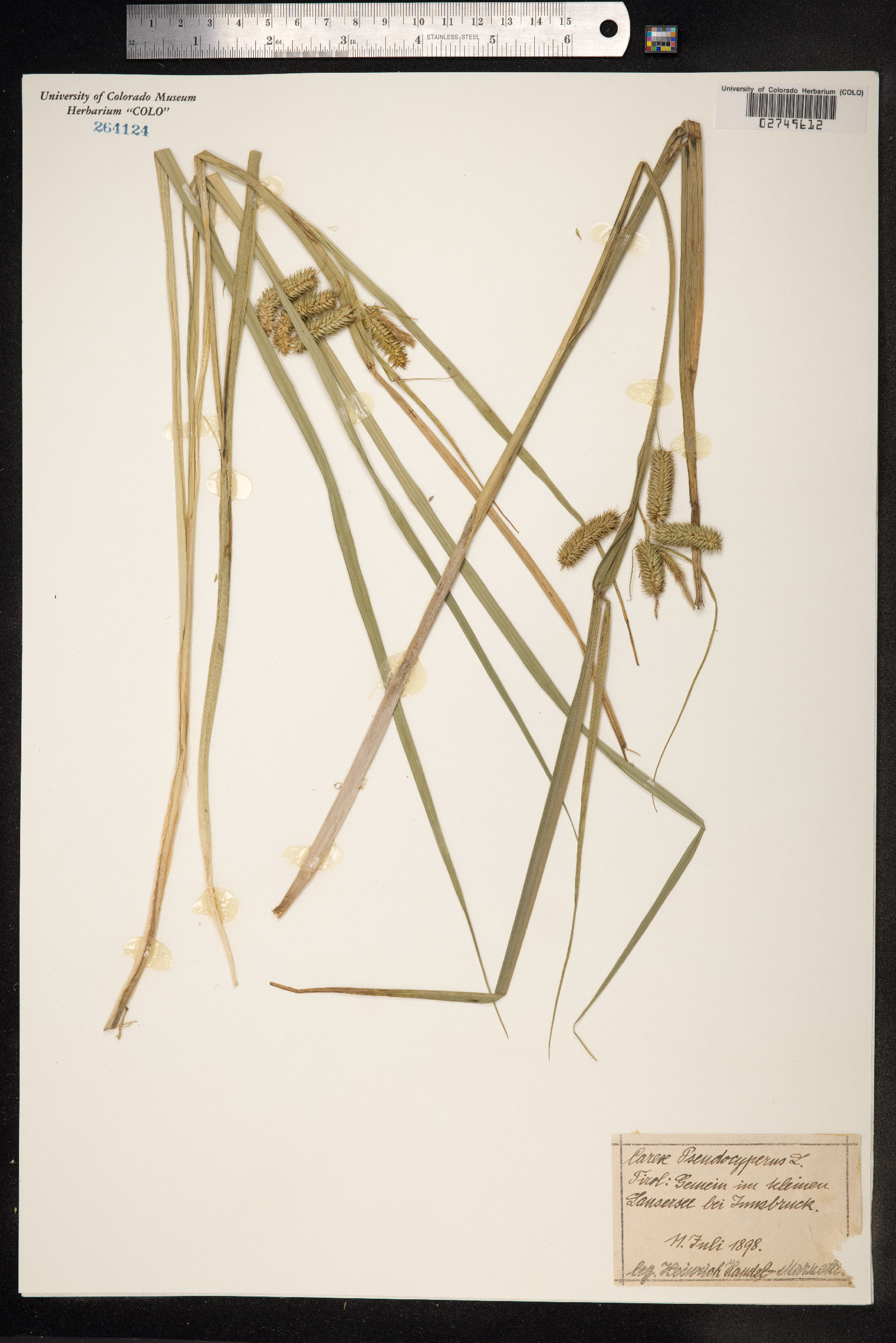 Carex pseudocyperus image