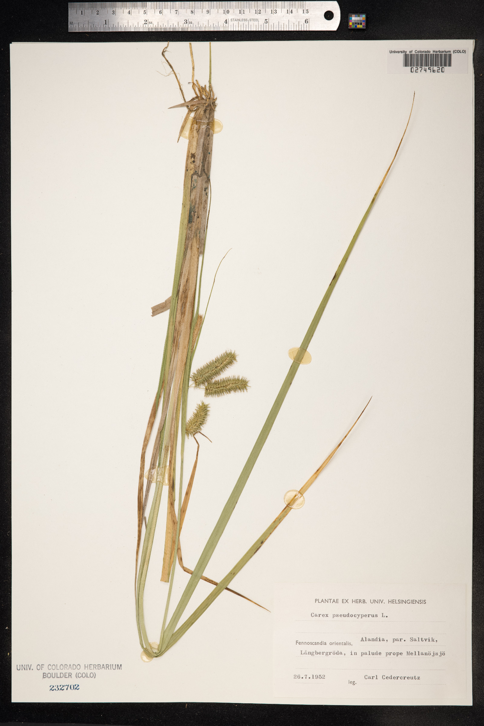 Carex pseudocyperus image