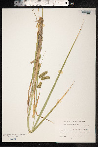 Carex pseudocyperus image