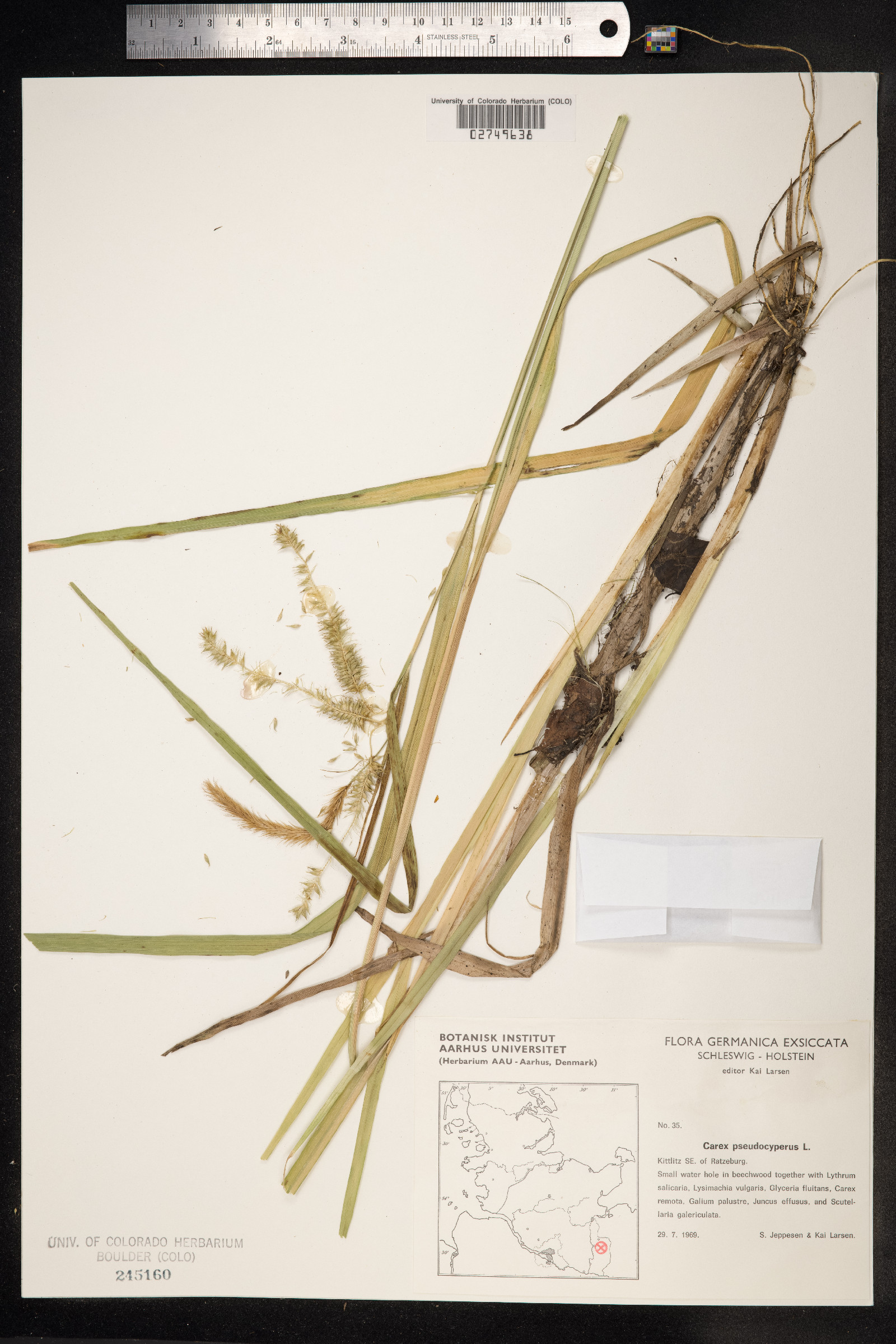 Carex pseudocyperus image