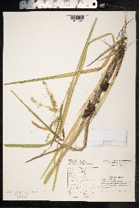 Carex pseudocyperus image