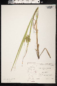 Carex pseudocyperus image