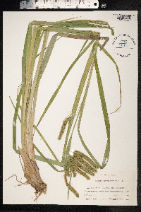 Carex pseudocyperus image